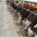 岳阳大型养牛场西门塔尔母牛市场价多少
