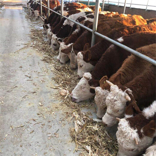 黔南大型养牛场300斤西门塔尔牛要多少钱