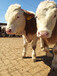 眉山养牛场500斤西门塔尔小牛犊现在什么价格