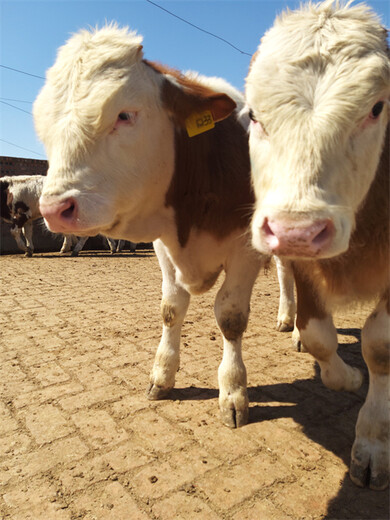 广州大型养牛场西门塔尔小公牛价格