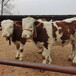 湖州西门塔尔500--600斤一头牛要多少钱