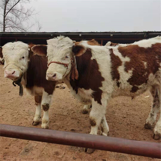 潍坊大型养牛场1000斤西门塔尔母牛价格