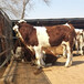 三明400斤西门塔尔牛犊多少钱一只