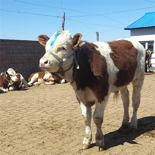 淄博六百斤的西门塔尔母牛