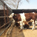 西门塔尔小母牛犊五个月的价钱
