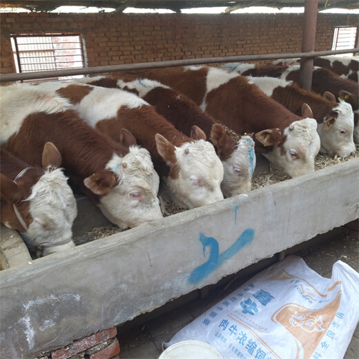 新华400斤的西门塔尔繁殖母牛要多少钱