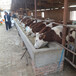  How much is the Simmental cow in Xishuangbanna