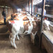 保德七个月西门塔尔牛小母牛出售