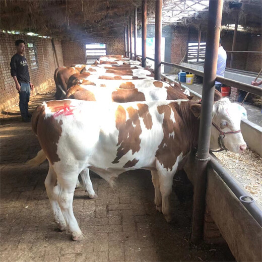 西门塔尔五六百斤的母牛现在什么价