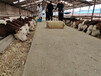 汉中牛养殖基地西门塔尔小牛多少钱一头、