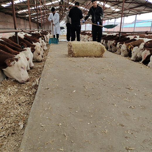 河南省西门塔尔牛交易市场四百至五百斤牛犊市场价多少