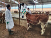 西门塔尔成年母牛各规格都有一千一百斤价格2022已更新(今日/处理)