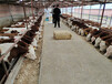 重庆肉牛养殖基地西门塔尔2岁母牛价格