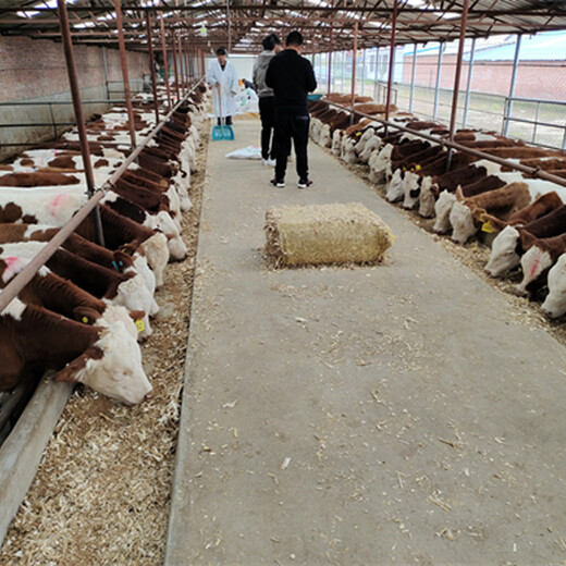 湖南郴州西门塔尔牛种牛基地自由挑选
