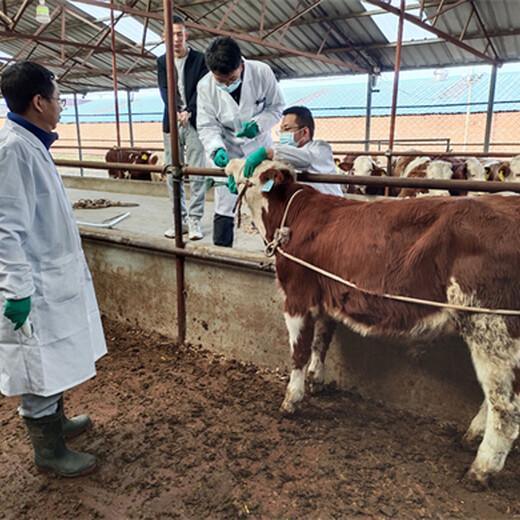 毕节牛养殖基地400斤西门塔尔牛犊多少钱一只
