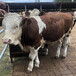 西门塔尔基础母牛饲养简单一千斤的新价格2022已更新(今日/推荐)