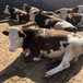 庆阳肉牛养殖基地西门塔尔400斤小牛价格