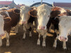 西门塔尔母牛出肉率高900--1000斤的价格2022已更新(今天/价格)