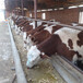 重庆西门塔尔牛养殖场可挑可选