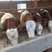 西门塔尔四五百斤的牛犊价格