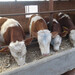 西門塔爾四代母牛全國發貨八百斤現在什么價2022已更新(今天/價格)