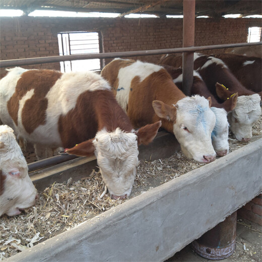 河南西门塔尔六个月的小牛要多少钱一头