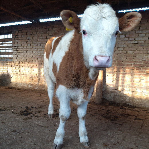 西门塔尔5个月的基础母牛多少钱一只