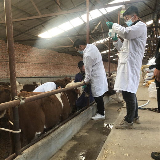 浙江丽水西门塔尔牛种牛基地