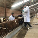 鄂州大型养牛场纯种西门塔尔牛特征