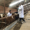 西门塔尔二岁母牛采食能力强一千斤至一千一百斤的价钱2022已更新(今日/观察)