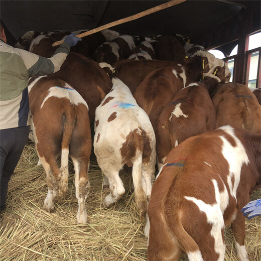 西门塔尔怀孕母牛红白花的一千斤的多少一头2022已更新(今日/热点)