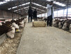 忻州西门塔尔养牛基地