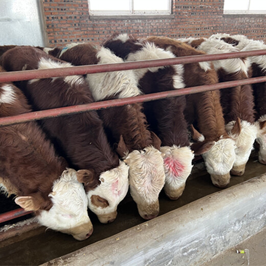 万盛300至400斤西门塔尔母牛苗的价格