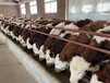 鹤壁交易市场西门塔尔母牛价格
