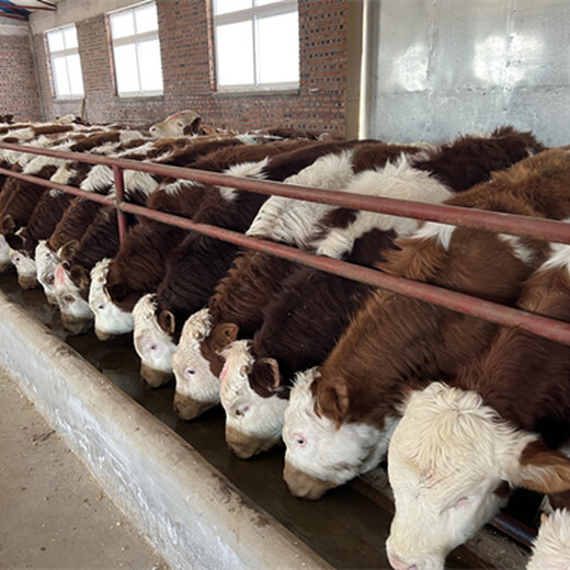 广州西门塔尔400斤牛苗价格