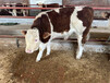 西门塔尔400至500斤小牛要多少钱