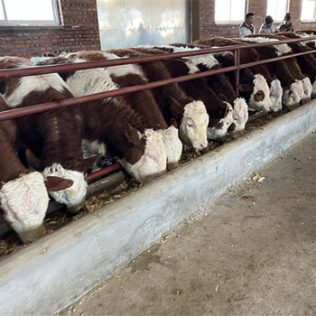 洛阳西门塔尔8个月牛出售