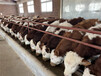 西门塔尔三百斤牛小母牛价钱