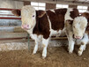 西门塔尔600斤小公牛现在什么价
