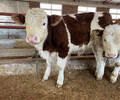 宜春西门塔尔400斤的小母牛苗报价