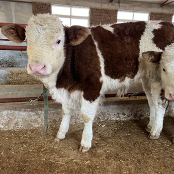 洛阳西门塔尔8个月牛出售