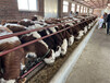 大连养殖基地西门塔尔牛小母牛价格