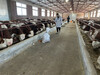 西門塔爾成年母牛存欄量大一千斤至一千一百斤的現在什么價錢2022已更新(今日/熱點)