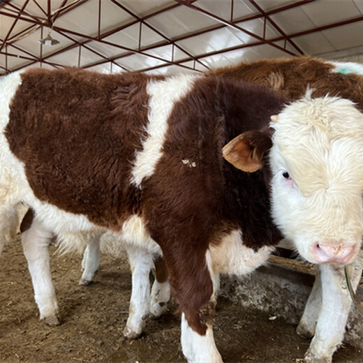 华阴四五百斤的西门塔尔小母牛多少一头