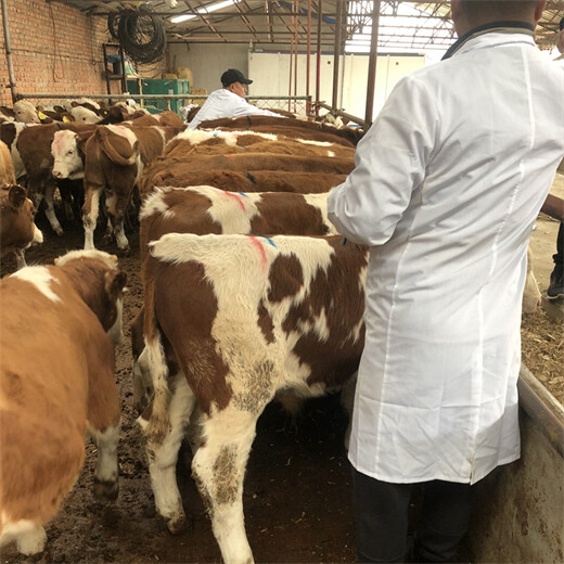 5之6个月西门塔尔小母牛犊潍坊价格表
