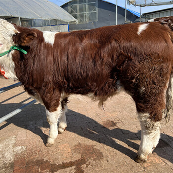 莱芜西门塔尔三百至四百斤小牛犊现在什么价钱