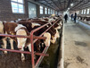 西门塔尔500斤小牛犊市场价多少