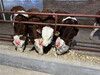 西門塔爾大母牛自養自銷一千一百斤現在什么價格2022已更新(今日/動態)