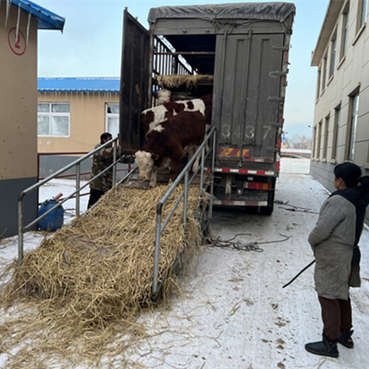 西门塔尔300至400斤小母牛犊现在什么价钱