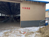 西門塔爾二歲母牛飼養(yǎng)簡(jiǎn)單800斤要多少錢一頭2022已更新(今天/動(dòng)態(tài))